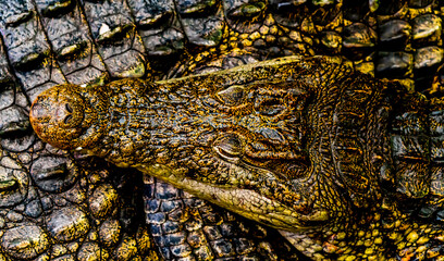 Obraz premium Head of a crocodile on top of another crocodile with beautiful skin pattern. Close up.