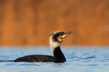 Great cormorant. Bird in breeding plumage. Phalacrocorax carbo