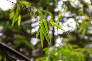 Bamboo forest. Green bamboo leaves on branches