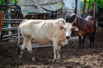 Cow farm in countryside Cattle farm in rural industries