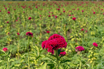 Sembradío de flores de cempasúchil y mano de león, son tradicionalmente usadas por los mexicanos para conmemorar el Día de Muertos.