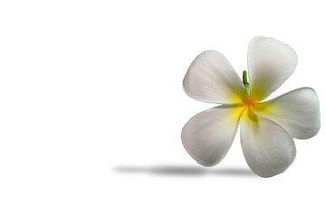 Close up of white plumeria flowers or frangipani flowers isolated on white background. Spring season and rainy season concept.