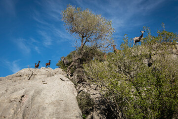 wild goats, The geological sanctuary of karst, Bosc de Ses Monges, Lluc, Escorca, Mallorca, Balearic Islands, Spain