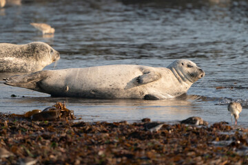 Wild gray seal colony in the sea. Lots of seaweed. Group with different shapes and sizes of gray seal. Dune, Germany