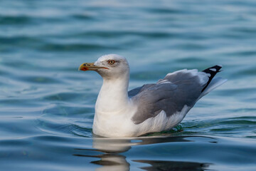 Yellow-legged Gull - Larus michahellis, large common gull from European coasts and seasides, Pag island, Croatia.