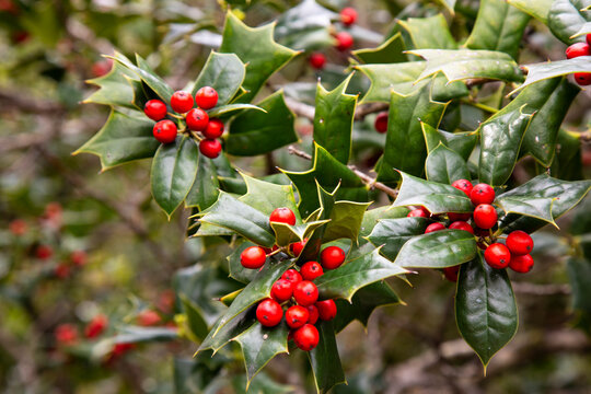 Ilex aquifolia Interior decoration for Christmas. Green Bush with red berries