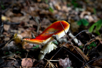 Inedible mushrooms grow in the forest of different colors