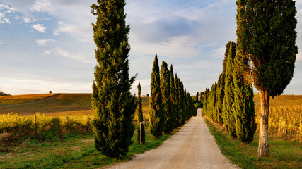 Chianti region, cypress trees and vineyards, autumn landscape,Tuscany - obrazy, fototapety, plakaty