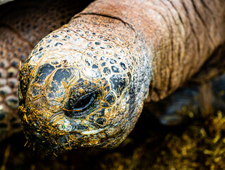 Obraz premium Head of a large old land turtle while eating. close up.