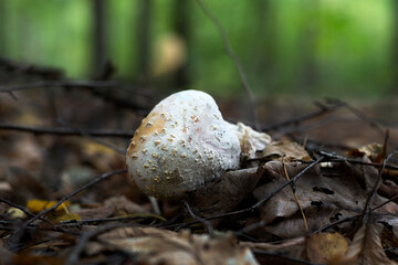 Inedible mushrooms grow in the forest of different colors
