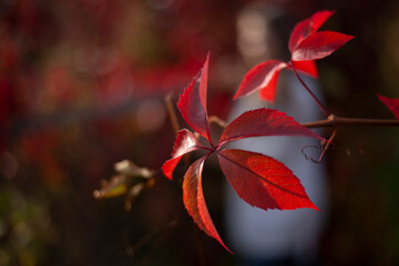 Red loach. A plant on a hedge. Natural background. 