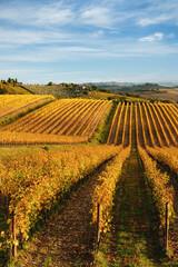 Chianti region, cypress trees and vineyards, autumn landscape,Tuscany