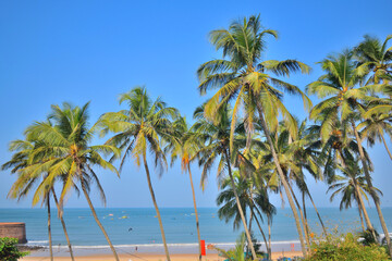 Fototapeta na wymiar Rows of coconut trees on the sinquerim beach in Candolim, Goa.