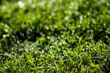 Nature background. Green grass close-up. Dew on the grass in the morning in the sun. Grassy bright background with bokeh and blur in the background