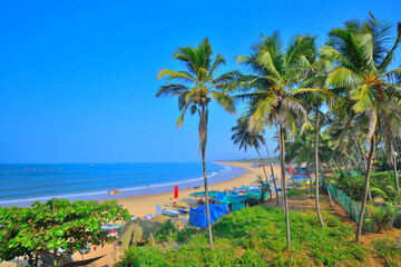 Fototapeta premium Coconut trees on the sinquerim beach in Candolim, Goa.
