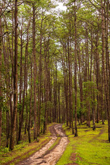 Obraz premium Forest trail in summer pine forest