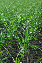 winter crops on a farm