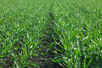 winter crops on a farm