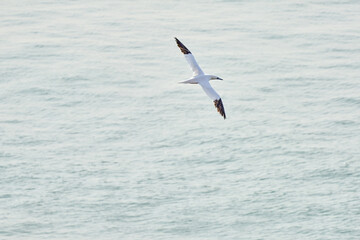 Fototapeta na wymiar A single white and yellow gannet flies above the sea where the sun shines