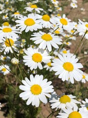 chamomile2