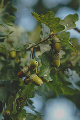 Obraz premium Eicheln sammeln