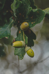 Obraz premium Eicheln sammeln