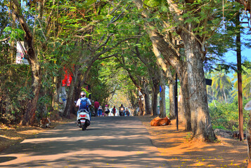 A man riding a scooter through a road covered with green trees