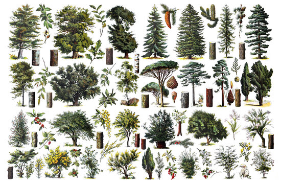 Vintage collection of trees / Diversity of trees / Antique engraved illustration from from La Rousse XX Sciele	