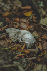 Schädel im Wald