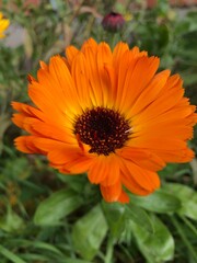 orange calendula flower
