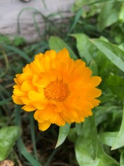 orange flower in the garden