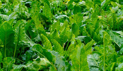 Fototapeta na wymiar Sugar beet plants on a field, ready for harvest.