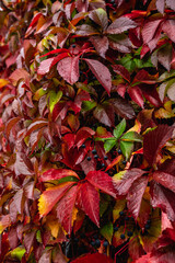 Red Parthenocissus tricuspidata (Virginia creeper) with berries in autumn's morning. Selective focus. Shallow depth of field.