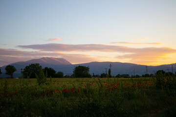 spring poppy field overlooking cloudy mountain at sunset