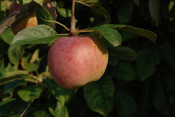 A close up of apple of the 'President' variety (columnar apple) in the orchard on a sunny day, natural dark background, copy space for text. The large greenish yellow apple with a slight reddish blush