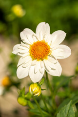 Full blooming of dahlia (Dahlia) in Japan in autumn