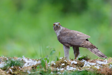 Naklejka na ściany i meble Northern goshawk in the forest of Noord Brabant in the Netherlands