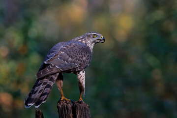 Northern goshawk in the forest of Noord Brabant in the Netherlands