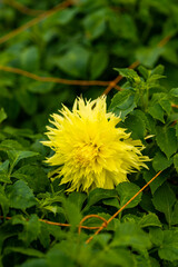 Full blooming of dahlia (Dahlia) in Japan in autumn