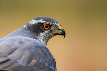 Portrait of an Northern goshawk in the forest of Noord Brabant in the Netherlands
