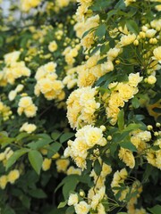 満開のモッコウバラ