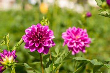 Obraz premium Full blooming of dahlia (Dahlia) in Japan in autumn