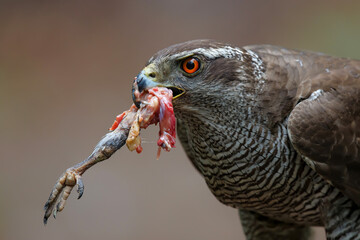 Portrait of an Northern goshawk eating a leg of a dove in the forest of Noord Brabant in the Netherlands