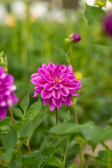 Obraz premium Full blooming of dahlia (Dahlia) in Japan in autumn