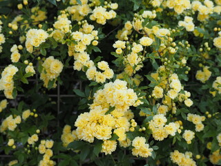 満開のモッコウバラ