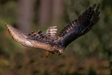 Northern goshawk flying in the forest of Noord Brabant in the Netherlands