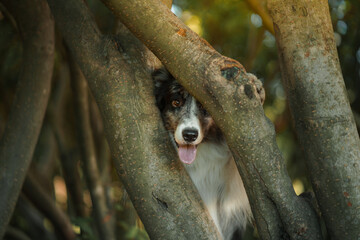 the dog looks out. Curious pet. funny Border Collie outside