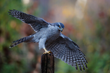 Northern goshawk in the forest of Noord Brabant in the Netherlands