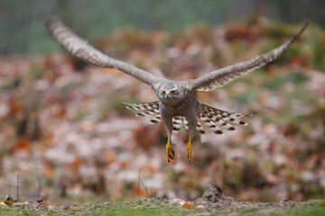 Northern goshawk flying in the forest of Noord Brabant in the Netherlands