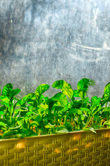 green sprouted many small arugula